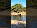 Wild boar and her children cross a shallow river while playing in the water #wildboar #feralhogs