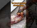 Distracting Giant Hornet with Chicken Hearts: Saving Honeybees