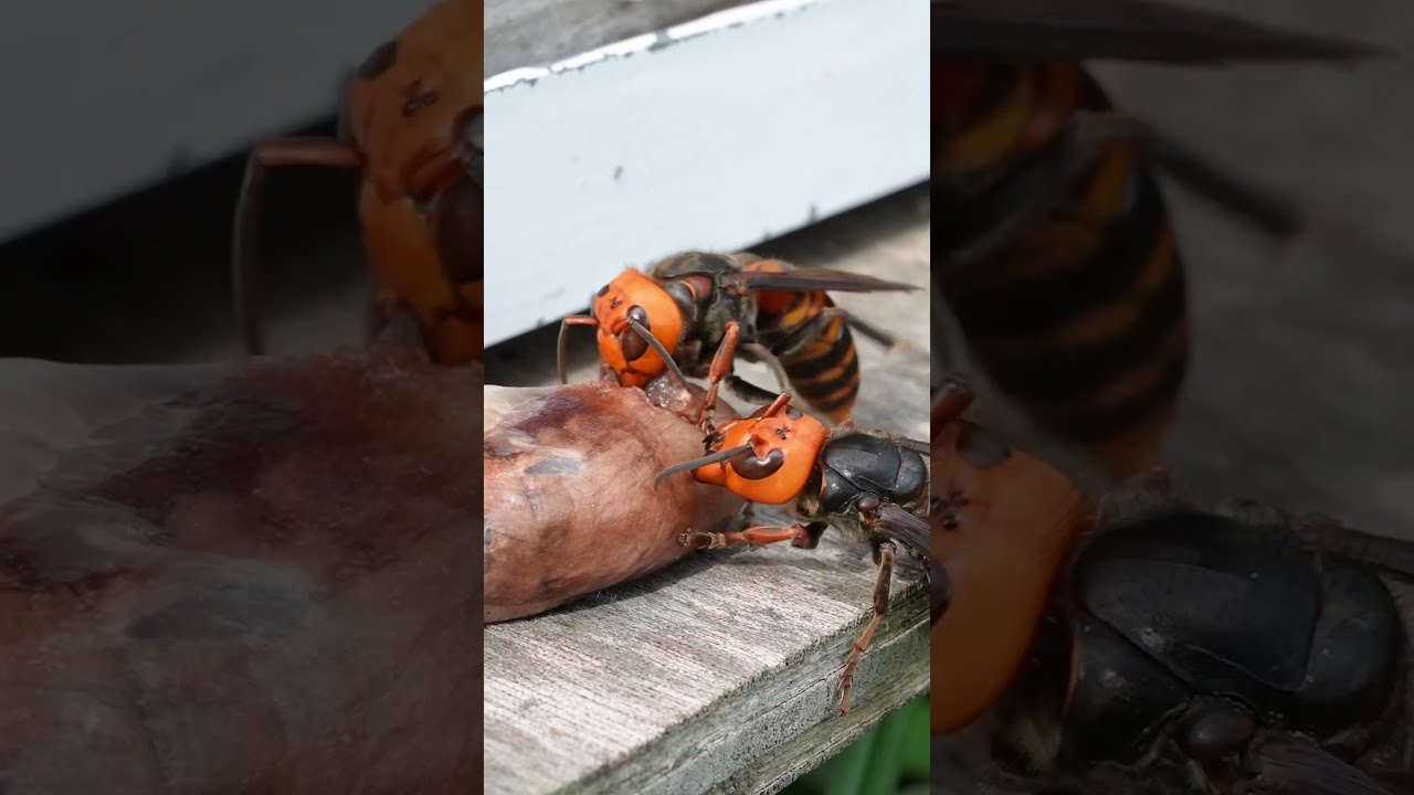 Distracting Giant Hornet With Chicken Hearts Saving Honeybees