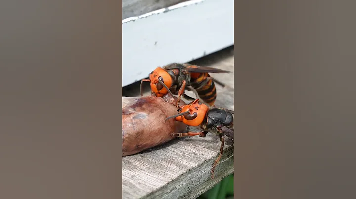 Distracting Giant Hornet with Chicken Hearts: Saving Honeybees