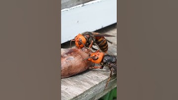 Distracting Giant Hornet with Chicken Hearts: Saving Honeybees