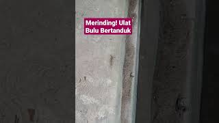 Merinding! Ulat bulu bertanduk