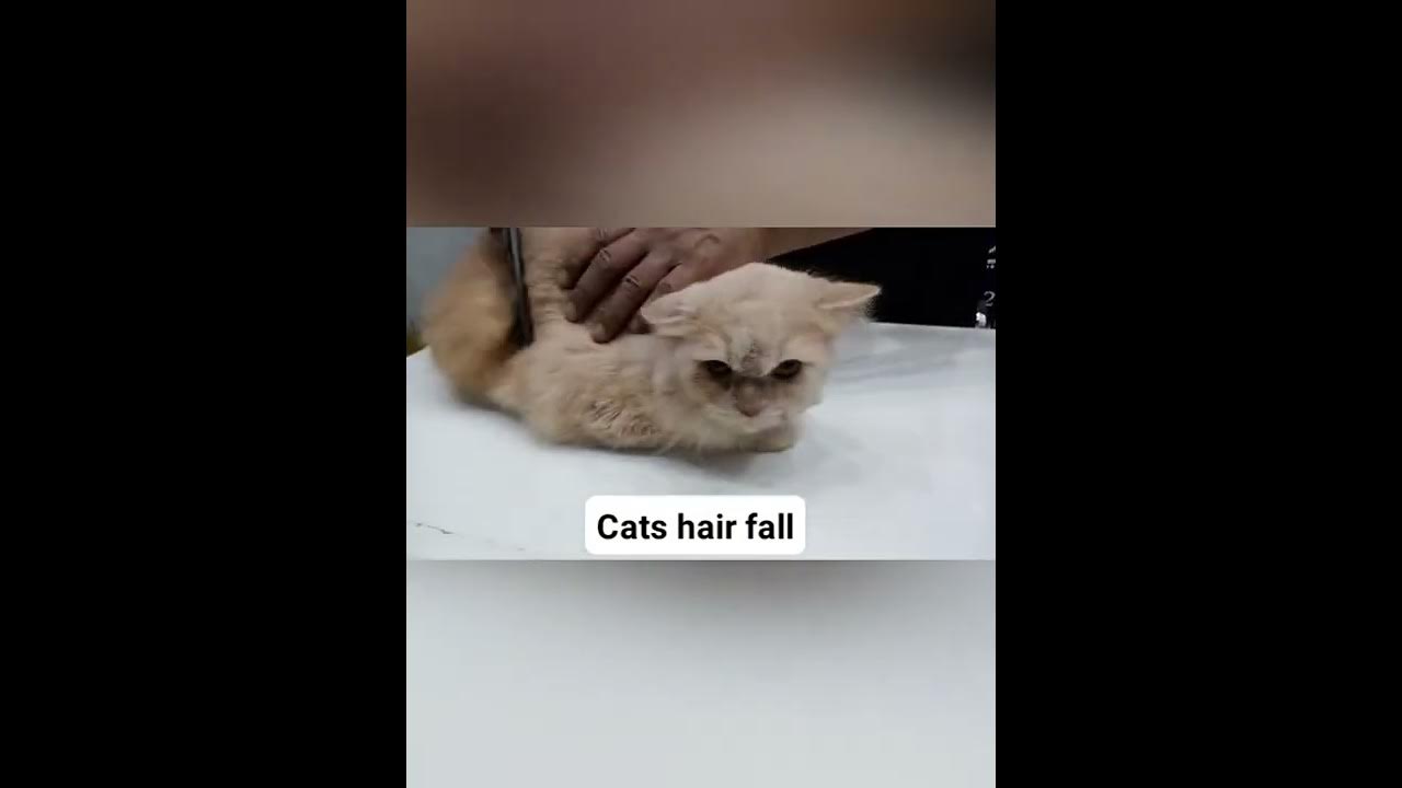 Cats Hair Fall Issue Problems Solutions YouTube