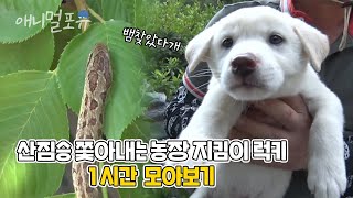 진돗개가 사랑받는 이유?! 엄마 아빠를 위해서 뱀을 찾아준 천재견 럭키 모아보기🐶 | 마지막화까지 풀버전! | KBS 단짝 2015 방송