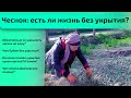 Чеснок: есть ли жизнь без укрытия?