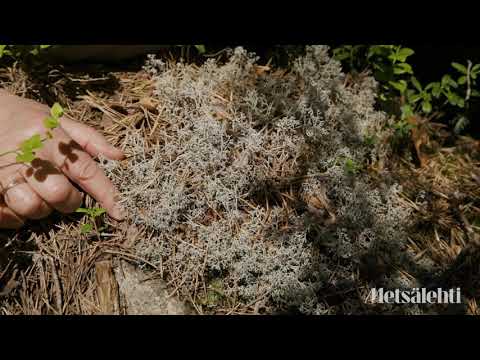 Video: Eri mustikkatyyppien tunnistaminen: Lowbush ja Highbush mustikkalajikkeet