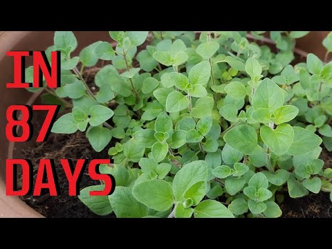 Oregano (ਯੂਨਾਨੀ Oregano) ਨੂੰ ਕਿਵੇਂ ਵਧਾਇਆ ਜਾਵੇ