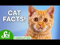 Your Cat Questions Answered! | Compilation