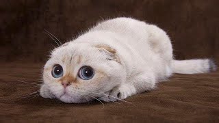 😍Cute Cats and Funny Dogs Videos Compilation💗 by Cutest Lands 477,646 views 3 years ago 6 minutes, 16 seconds