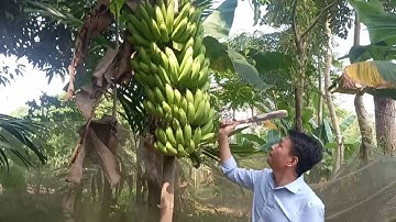 Thu hoạch buồng chuối tiêu khủng nhất vườn quê