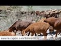 Красные овцы и саги дахмарда чабана Музафара из селения Гузн Матчинского района по дороге в Айни