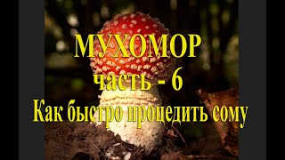 Мухомор, часть-6. Как легко и быстро процедить сому. Разновидности сомы.