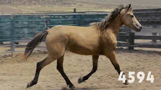 The oregon wild horse auction is live now! there are more than 50
horses from south steens herd available. see all beautiful and place a
bid b...