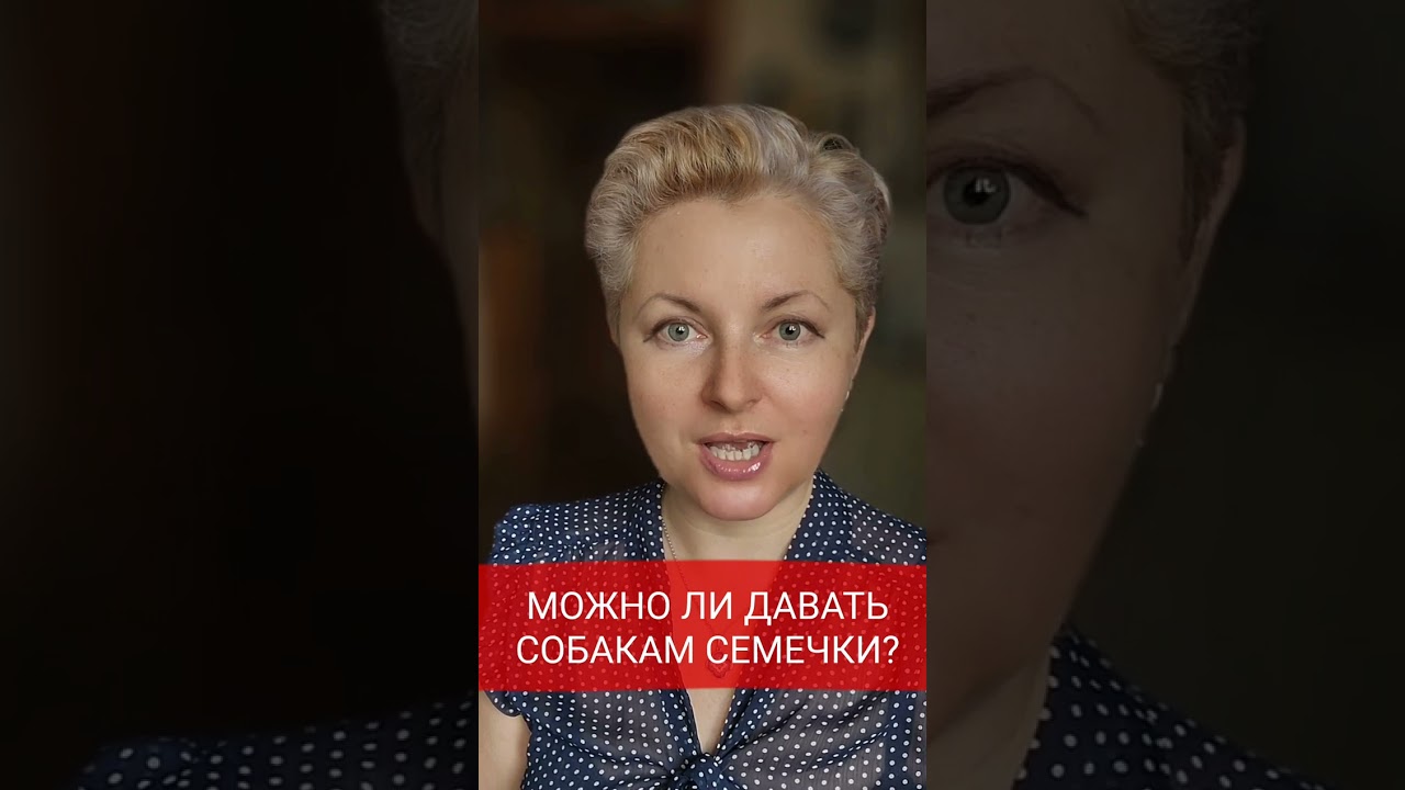 🐕📝🐾 Можно ли собакам давать семечки подсолнуха?
