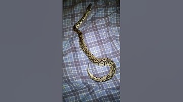 Roaming ball python