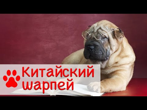 Шарпей | Все о породе