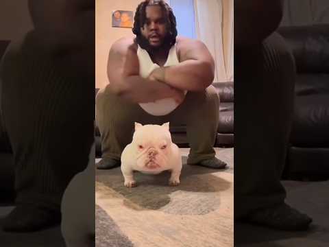 Dogs being idiots part 198: Dogs look like owner #funnydog #funnypet #cutedog #dog #pets #shorts