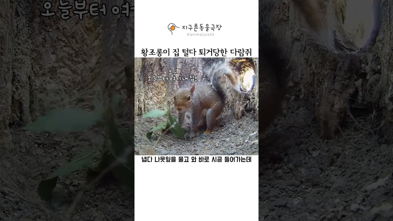 황조롱이 집 무단점거한 다람쥐의 최후ㄷㄷ