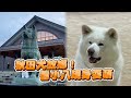 直擊秋田犬故鄉！看秋田犬現身耍萌 #Shorts