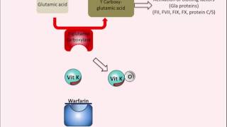 Warfarin - Mechanism of Action