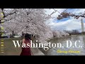 Cherry Blossom / 2022 / Washington, D.C. PART 1  #CherryBlossom # Washington #DC