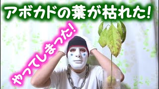 アボカドの葉が枯れた１２ Youtube