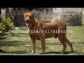 DOBERMAN PINSCHERS CANE CORSOS DOGO ARGENTINOS BANDOGGES CANIS PANTHERS