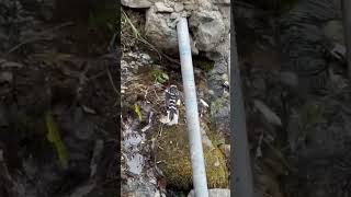 Beautiful bird 🐦❤️ #nature #birds #waterfall #naturelovers #viral #shorts #status #nobatidao