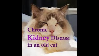 Why does an old cat vomit? Stage 4 Chronic Kidney Disease