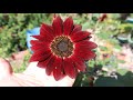 Girasol rojo - Helianthus annus Black Magic - Sunflower Black Magic - Red sunflower - Ornamental