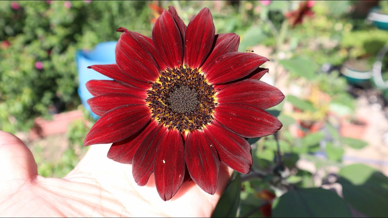Girasol rojo - Helianthus annus Black Magic - Sunflower Black Magic - Red  sunflower - Ornamental - YouTube
