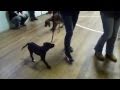 Doggy Boot Camp / Residential Dog Training - 12 week old puppy. With Adolescent Dogs Doggy Boot Camp / Residential Dog Training - 12 week old puppy. With Adolescent Dogs