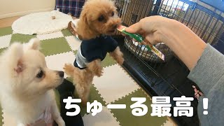 犬に初めてチュールをあげてみた！【トイプードル】【ポメラニアン】【多頭飼い】