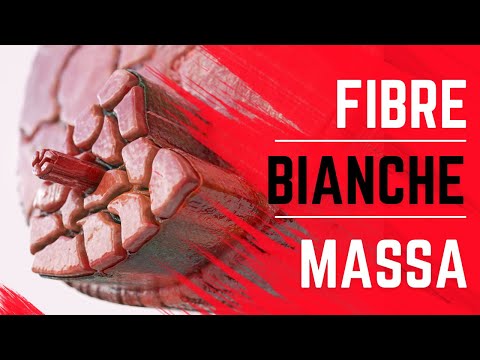 Video: Differenza Tra Fibre Muscolari Di Tipo 1 E Tipo 2