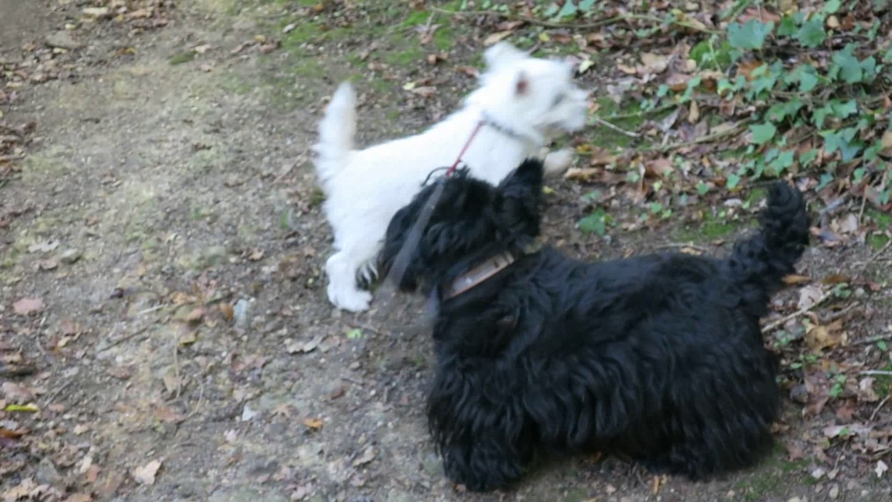 Westie et Scottish en promenade YouTube