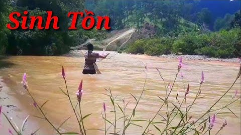 Sinh Tồn Trong Rừng | Đi Chài Cá Bắt Cá Và Nướng Cá Suối Thật Là Ngon