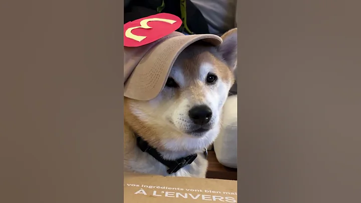 Min Wage Shiba Tries to Steal Customers Change #emotionalsupportfries #ad @emotionalsupportplushies