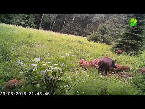 Лесные жители  семья кабанов