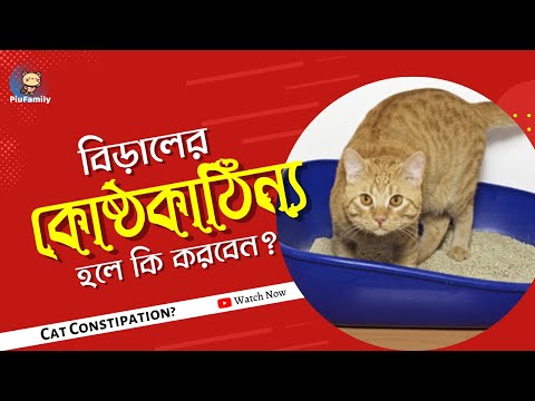 ভিডিও: কিভাবে একটি বোম্বে বিড়াল সনাক্ত করতে: 9 ধাপ (ছবি সহ)