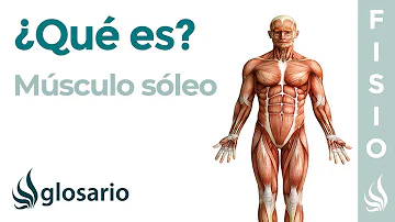 ¿Qué parte del cuerpo humano es el sóleo?