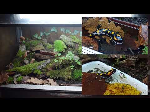 Vidéo: Construire un vivarium ou un terrarium de salamandres