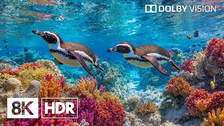 Enchanting Marine Creatures in 8K HDR | Dolby Visionâ„¢