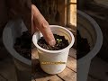 Salat vorziehen im Joghurtbecher Garten Hack #garten #pflanzen #salat