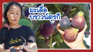 เกรดAมะเดื่อบราวน์ตุรกีไซส์ใหญ่ Turkish figs #มะเดื่อฝรั่ง