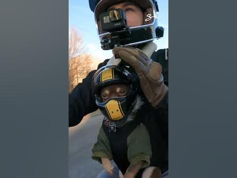 Chihuahua in Helmet Rides Motorcycle 😍 - YouTube