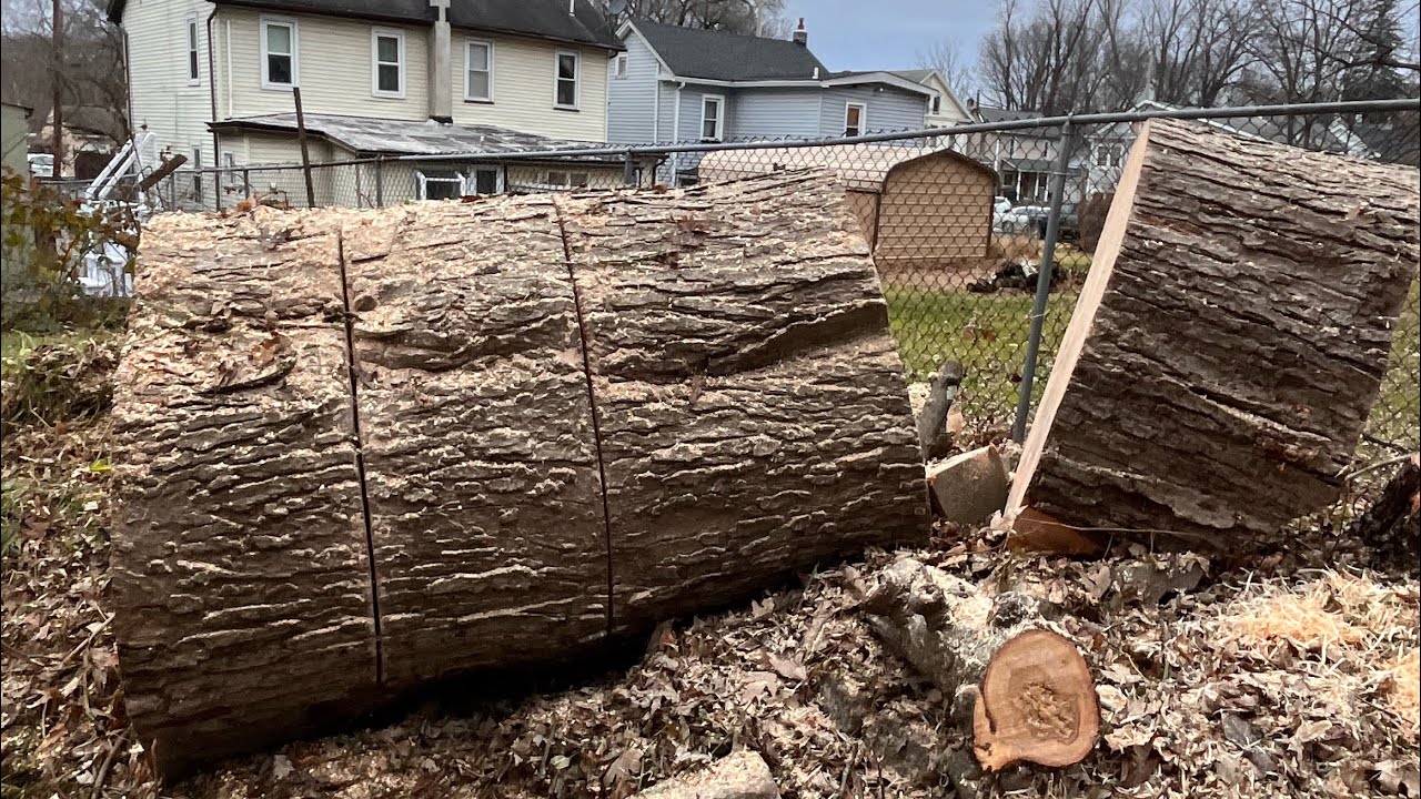 MASSIVE MAPLE TREE REMOVAL NO ACCESS - YouTube