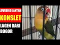 Lovebird Konslet Jantan Suara Kasar Gaya Mangap Mp3 - Mp4 Download