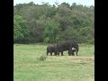 Baby elephant with mother | 母親と一緒にゾウの赤ちゃん | Elephant | Animals | Wildlife | Wild animals #shorts