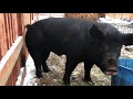 Pigs Have A Corkscrew Johnson And The Boar Got Over Excited And Finished All Over The Wife Pigs Have A Corkscrew Johnson And The Boar Got Over Excited And Finished All Over The Wife