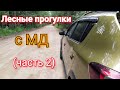 Лесные прогулки с металлоискателем